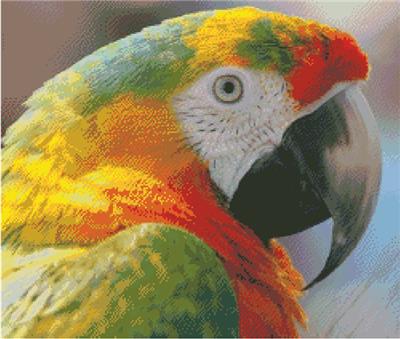 (image for) Macaw